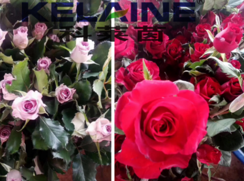 使用科莱茵大量元素水溶肥后的玫瑰花效果展示！