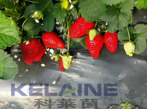 使用科莱茵水溶肥前后的草莓对比图！