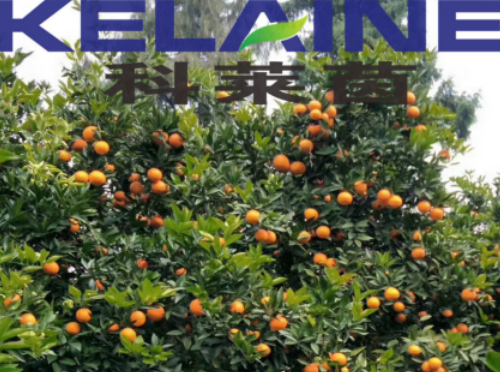使用科莱茵水溶肥后的柑橘效果展示！